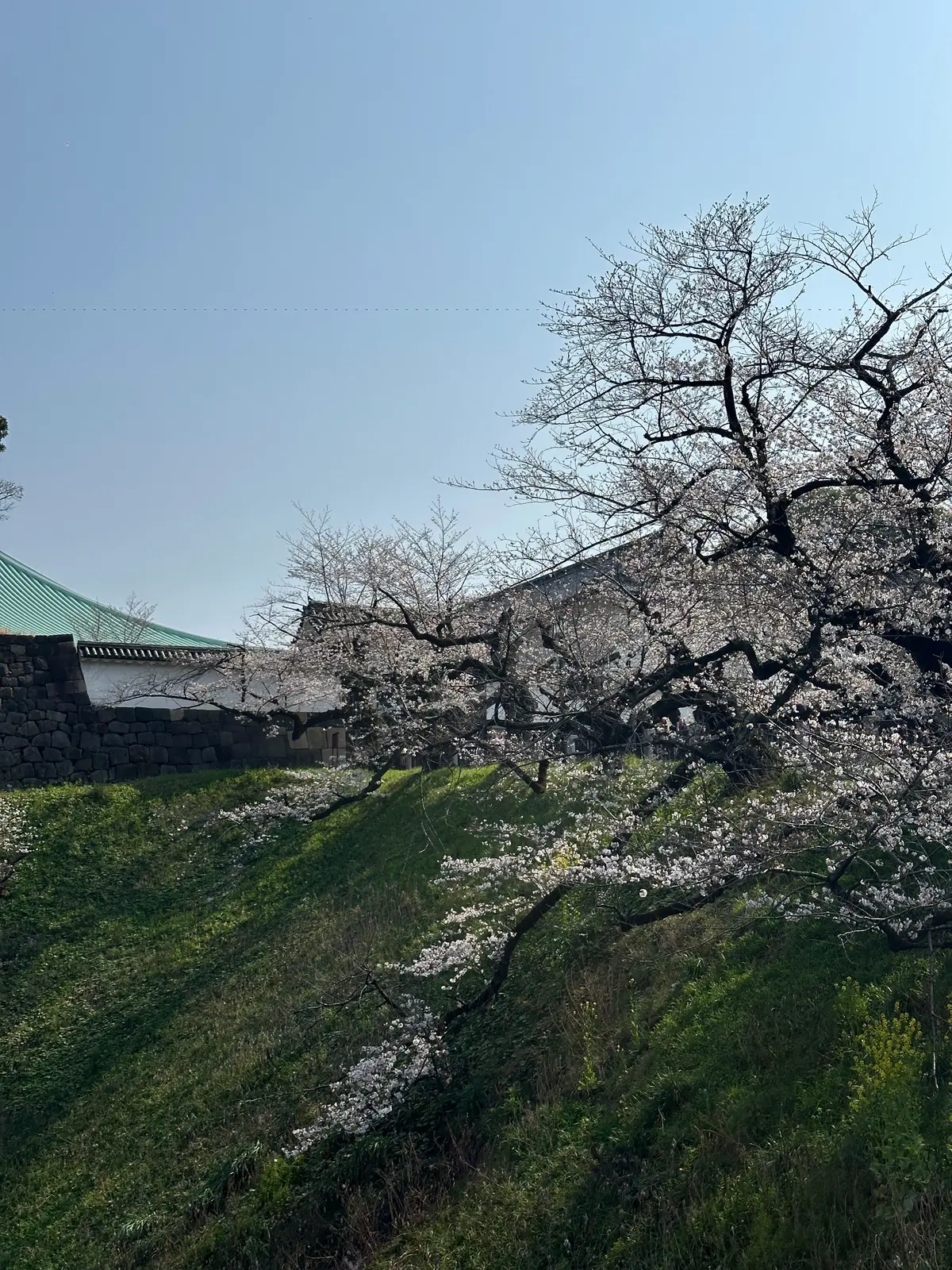 お花見　桜　九段下　千鳥ヶ淵　桜　2026　千代田のさくらまつり
