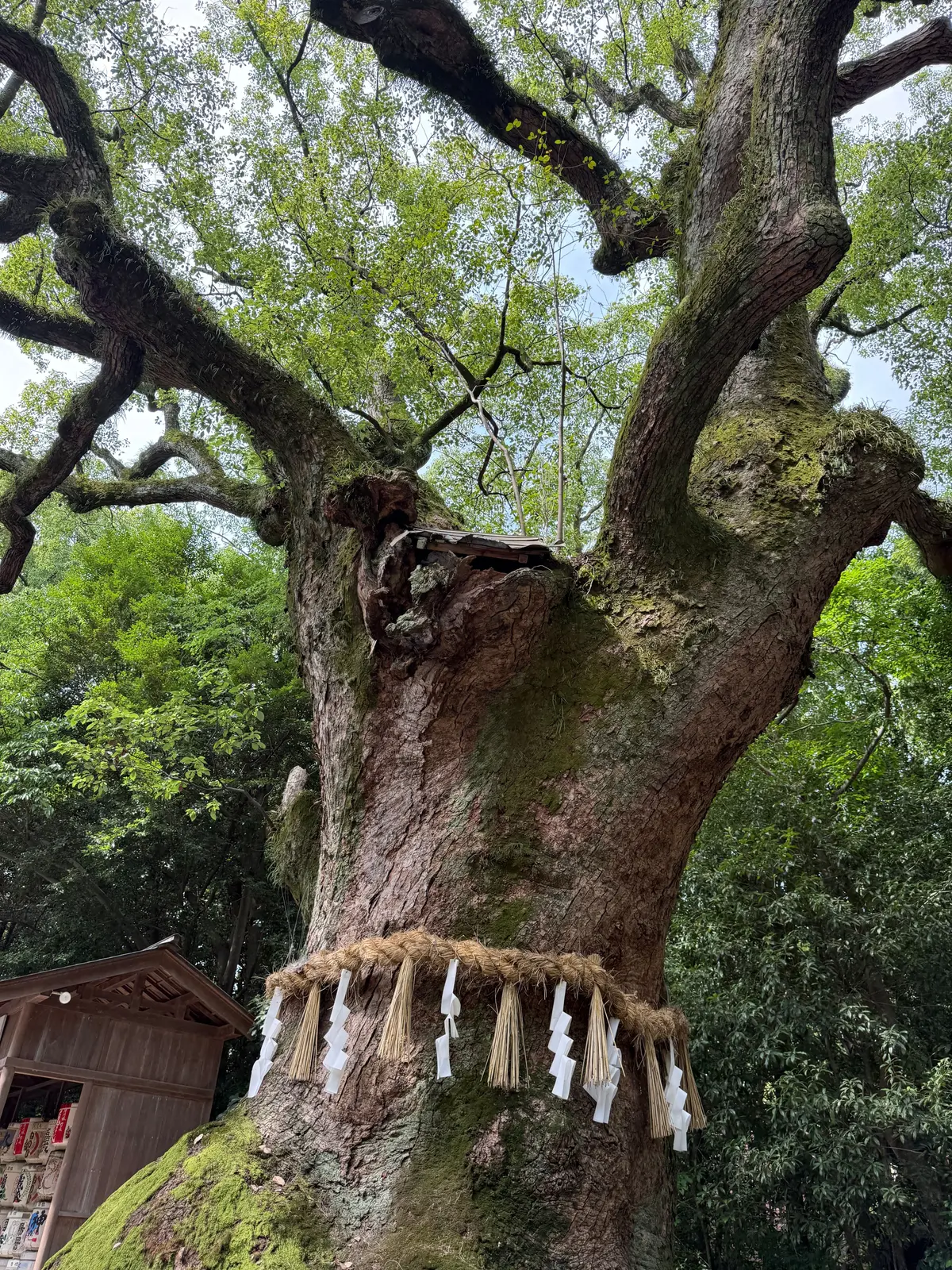 苔むした巨大な木の幹が茂る緑の中にそびえ立ち、幹の上部には小さな祠がある。幹の根元には藁で作られた装飾が設置されている。