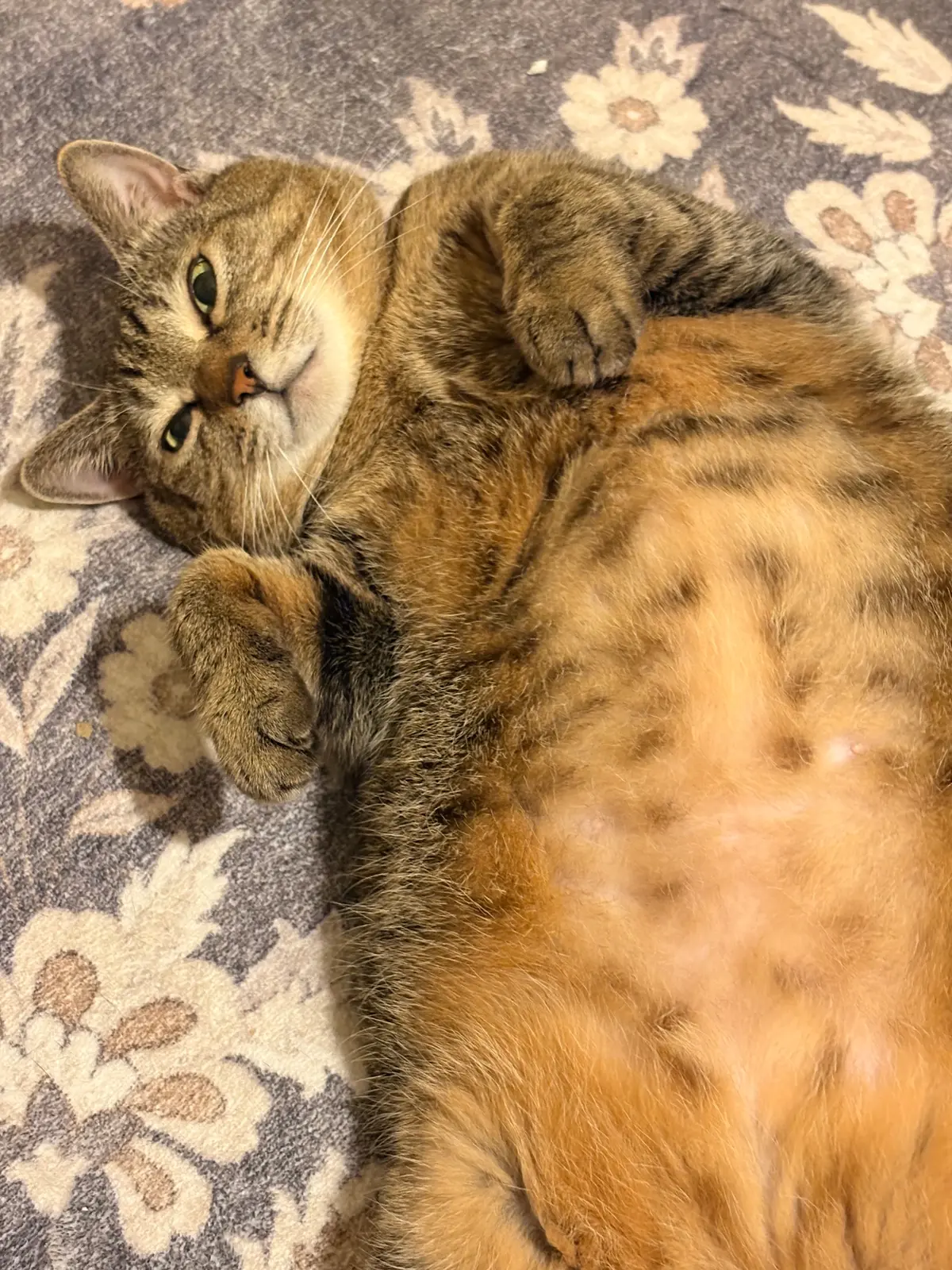 まだまだ寒いですね。。。愛猫たちと過ごすの画像_1