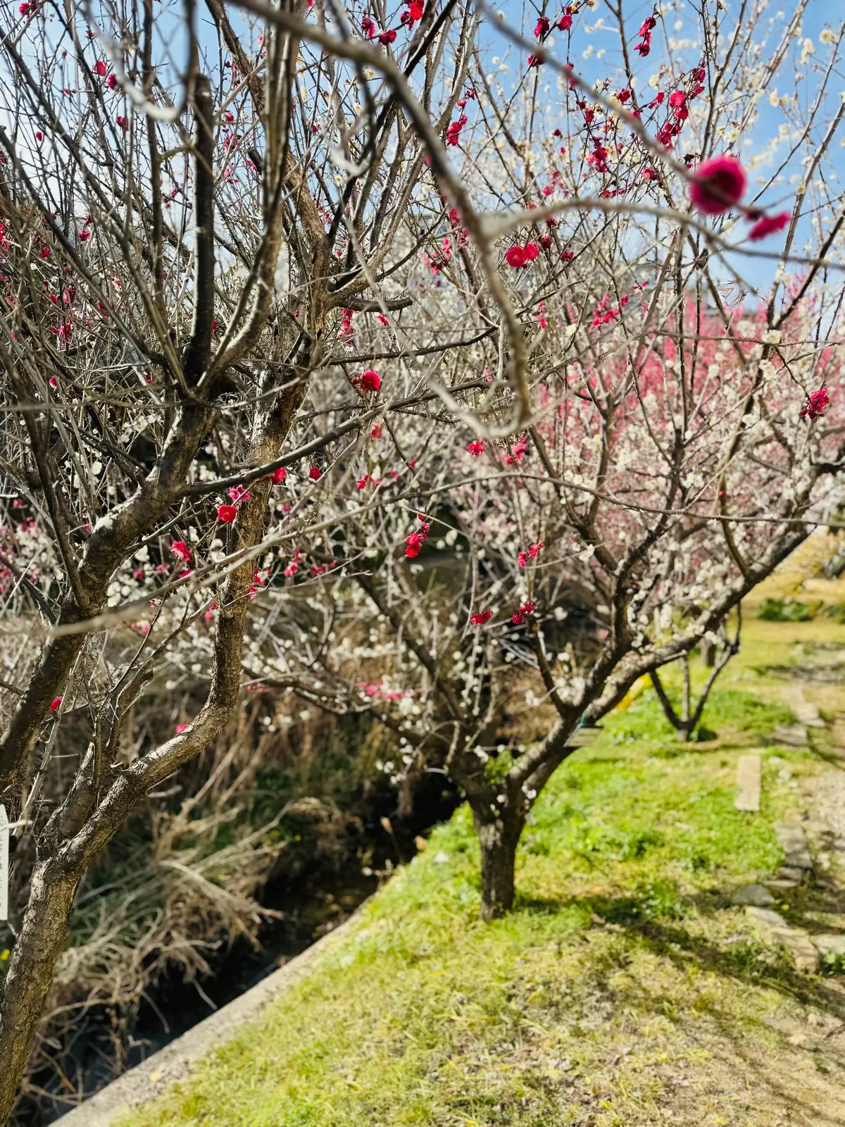 梅が満開、春はもうすぐそこですね！の画像_1