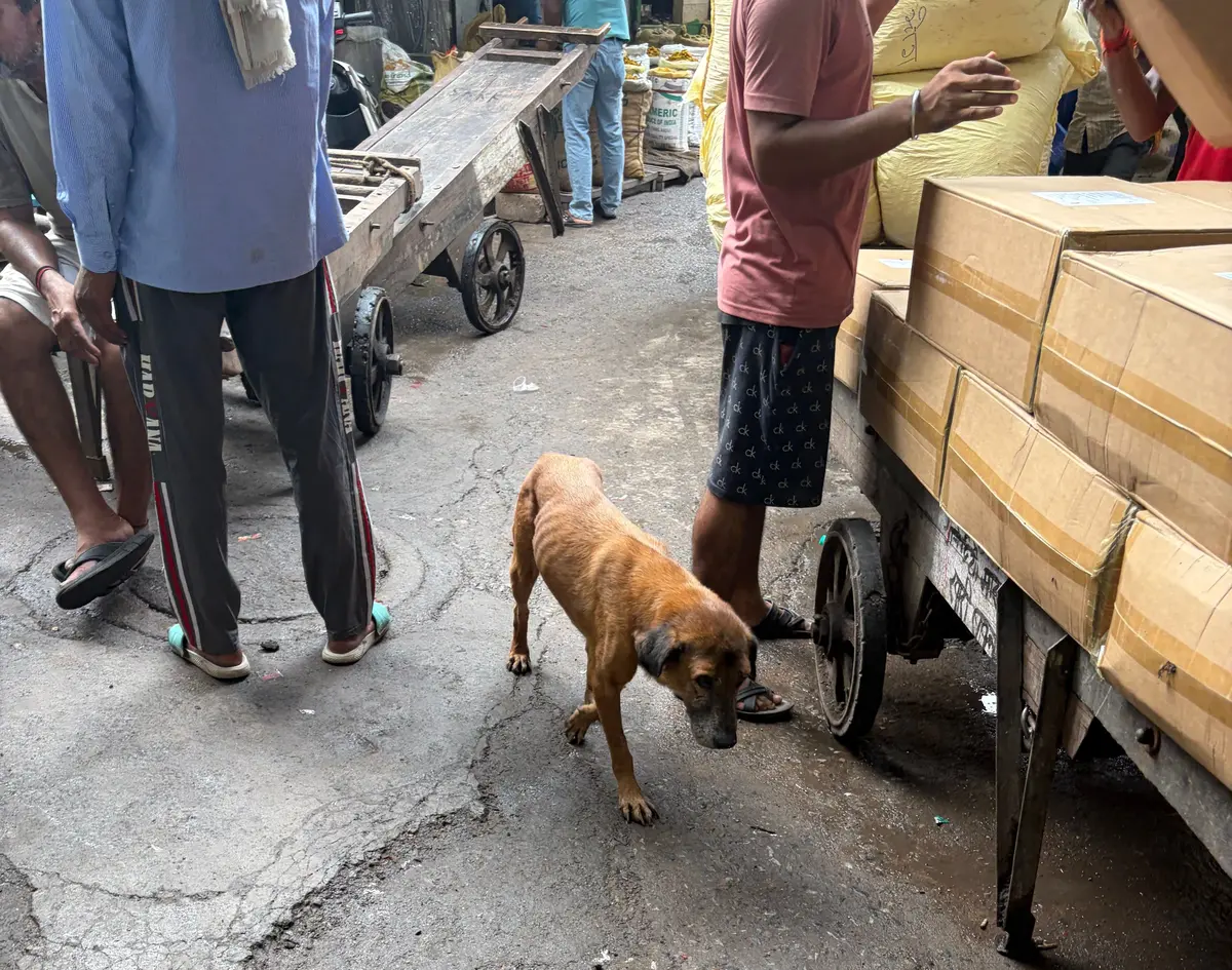 路面がひび割れた道路で、茶色の犬が立っている。背景には人やカート、木などがぼやけて見える。