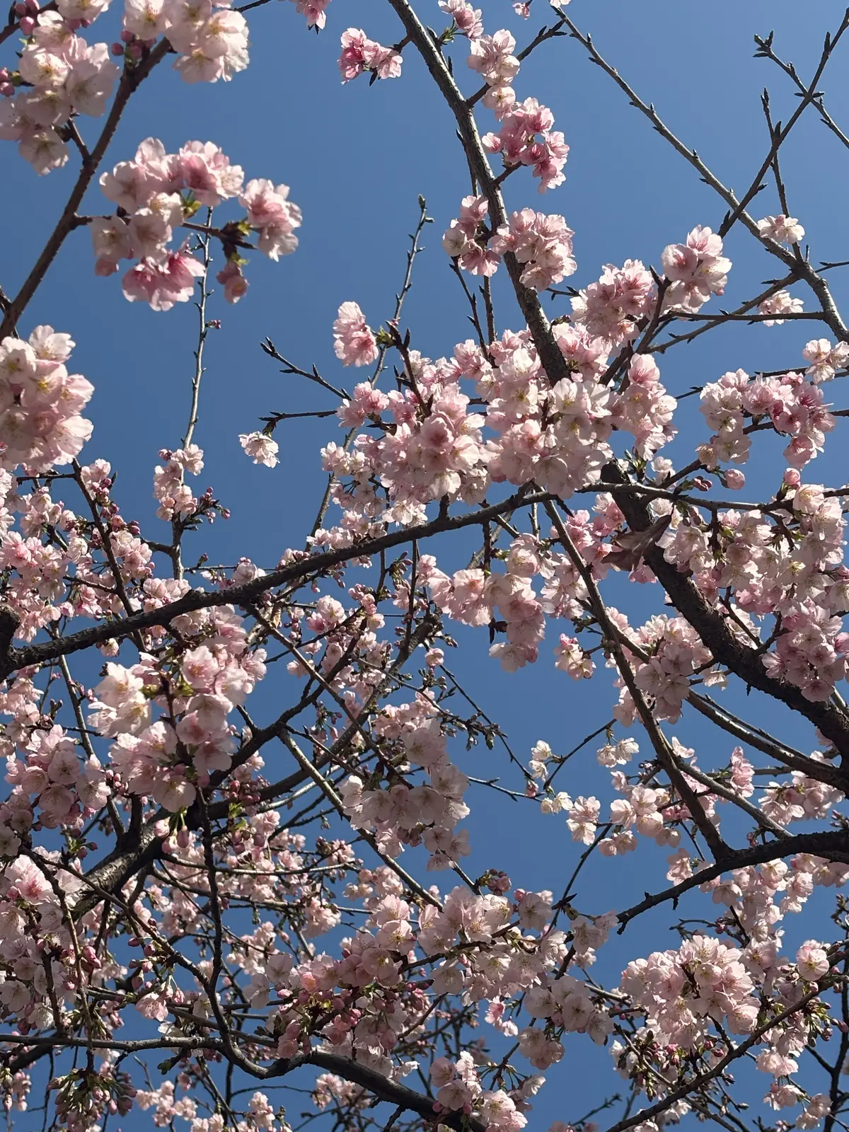 自由が丘で春ヘア。河津桜とLINCのバーの画像_4