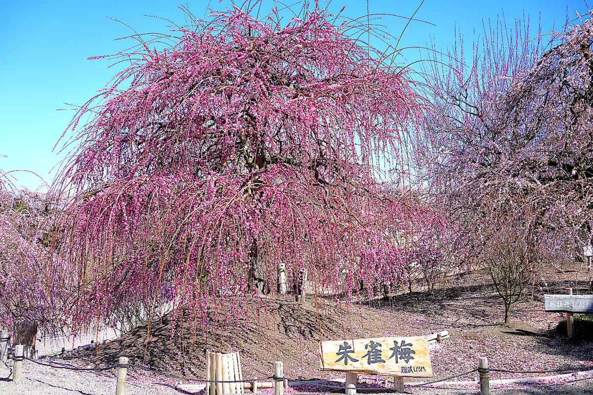 鈴鹿の森庭園の朱雀梅