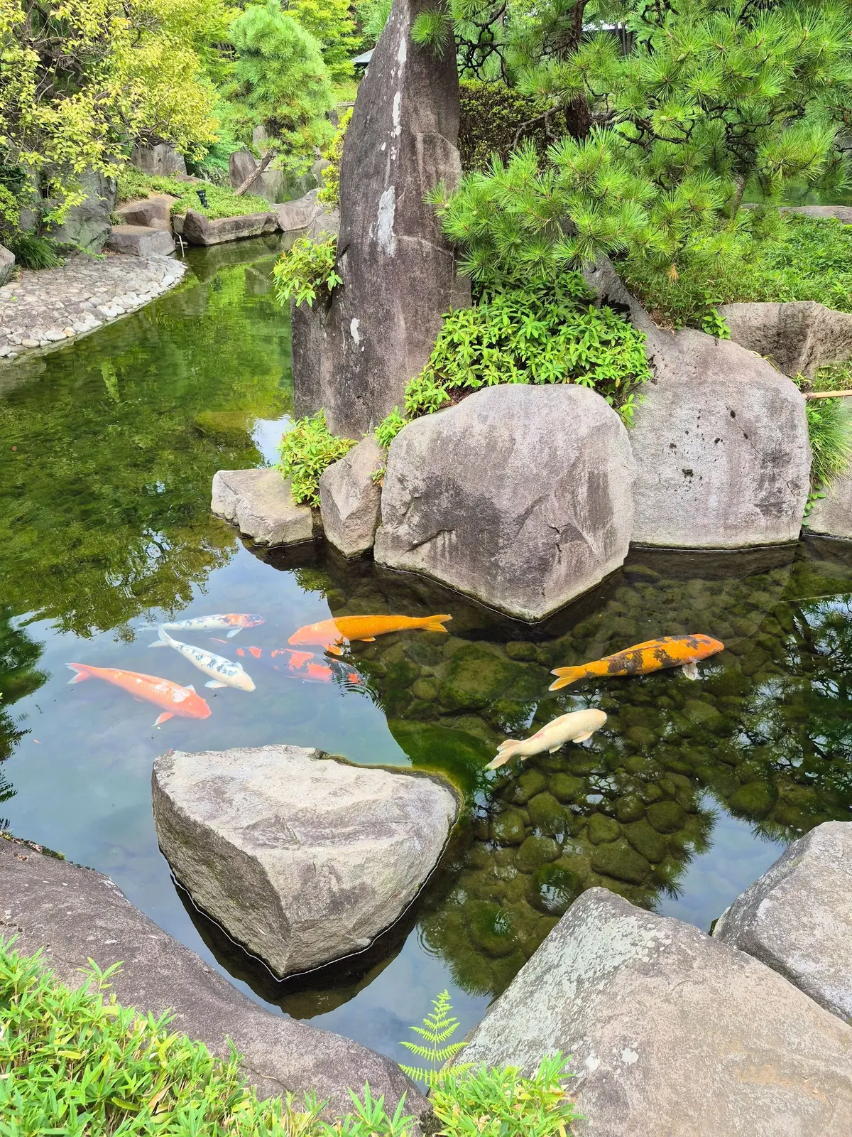 緑豊かな庭園の池に、赤やオレンジ、白の錦鯉が泳いでいる様子。池の中央には大きな岩が配置され、その周りには緑の植物が生い茂っている。水面は穏やかで、岩や鯉の影が映っている。