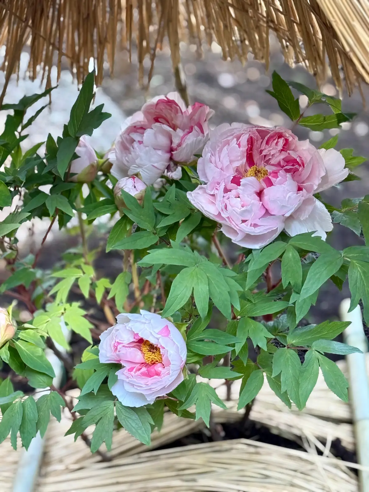 鎌倉　鶴岡八幡宮　境内　神苑ぼたん庭園