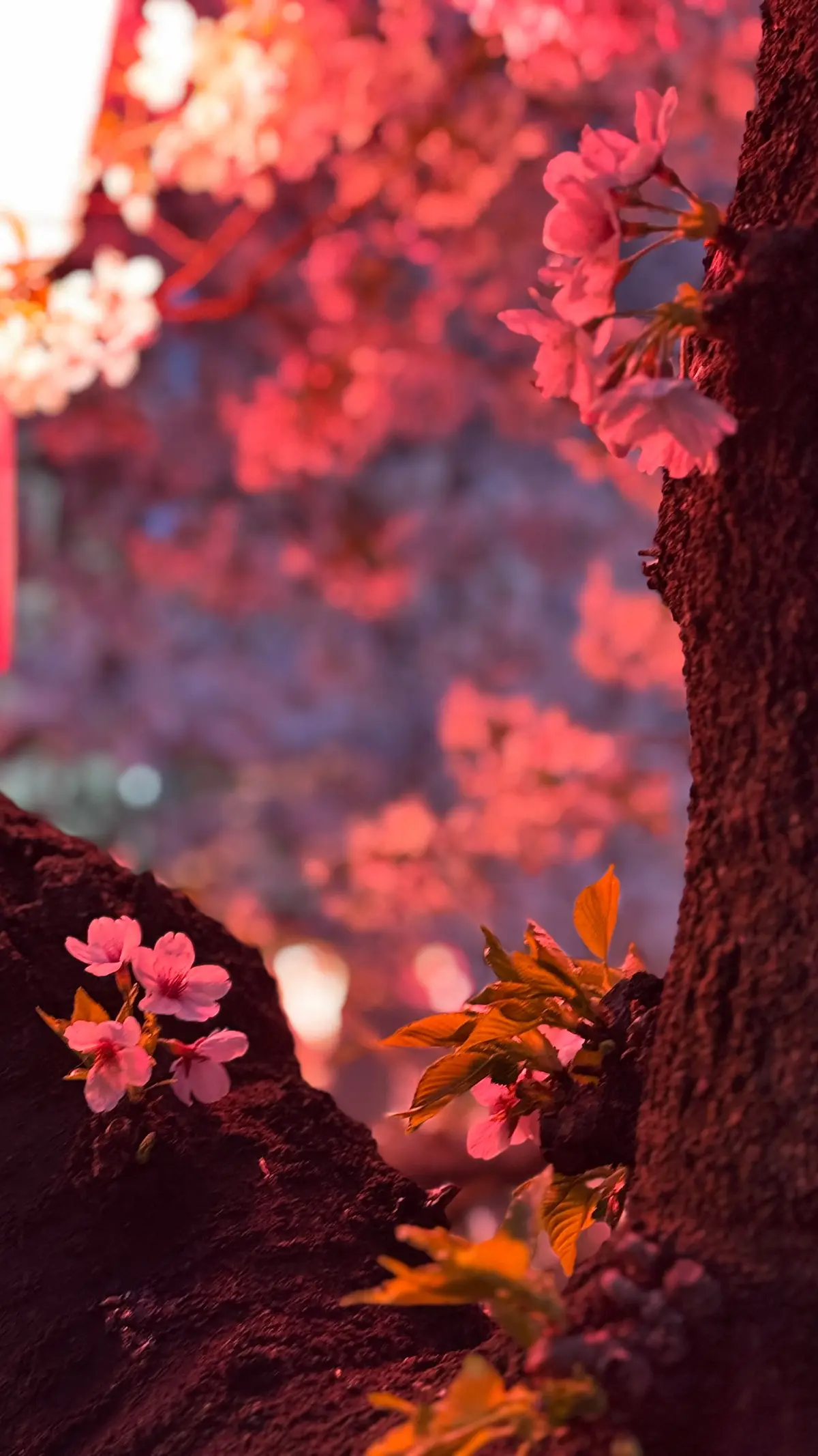 【目黒川の桜】やっぱり行きたくなる、春のの画像_3