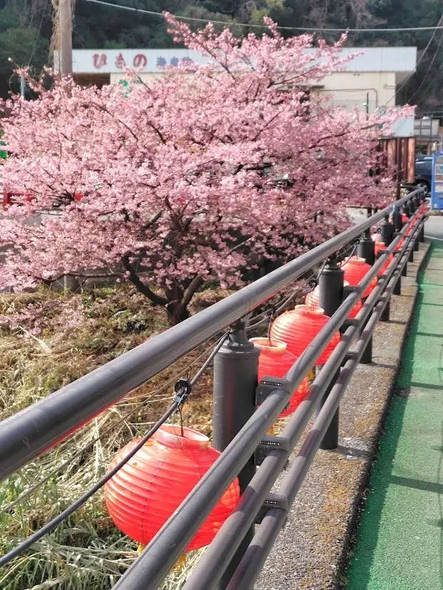 【伊豆熱川旅行】河津桜が満開💖💖GUで春の画像_2