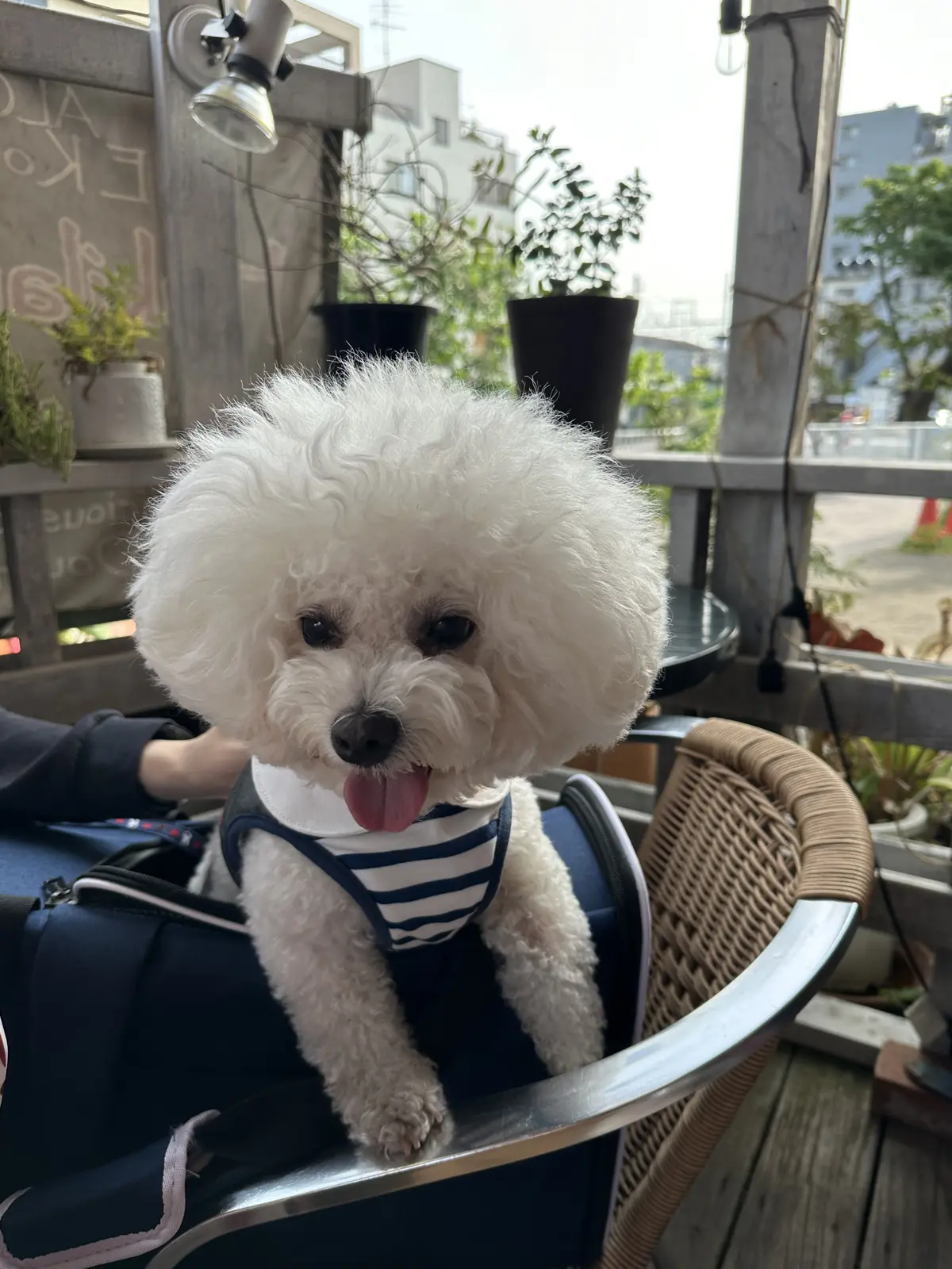 愛犬とのお散歩休日コーデの画像_5