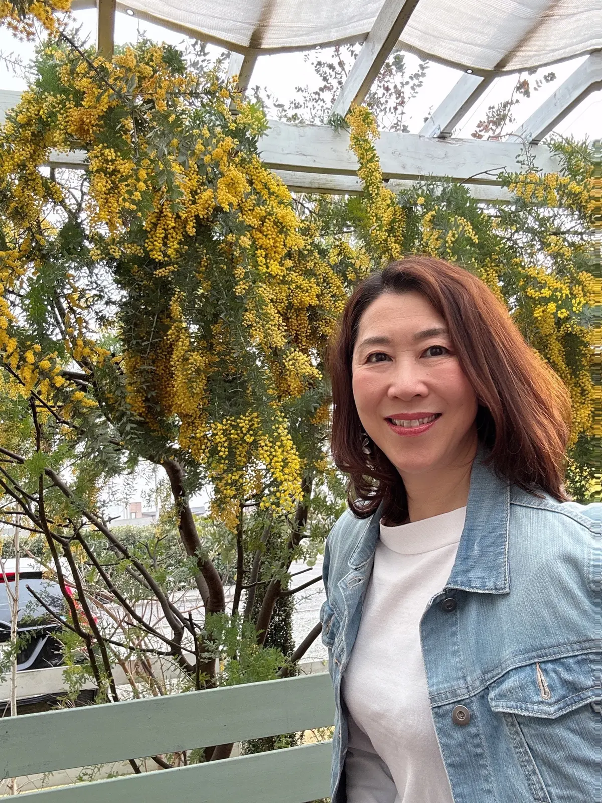 ミモザ咲くカフェ