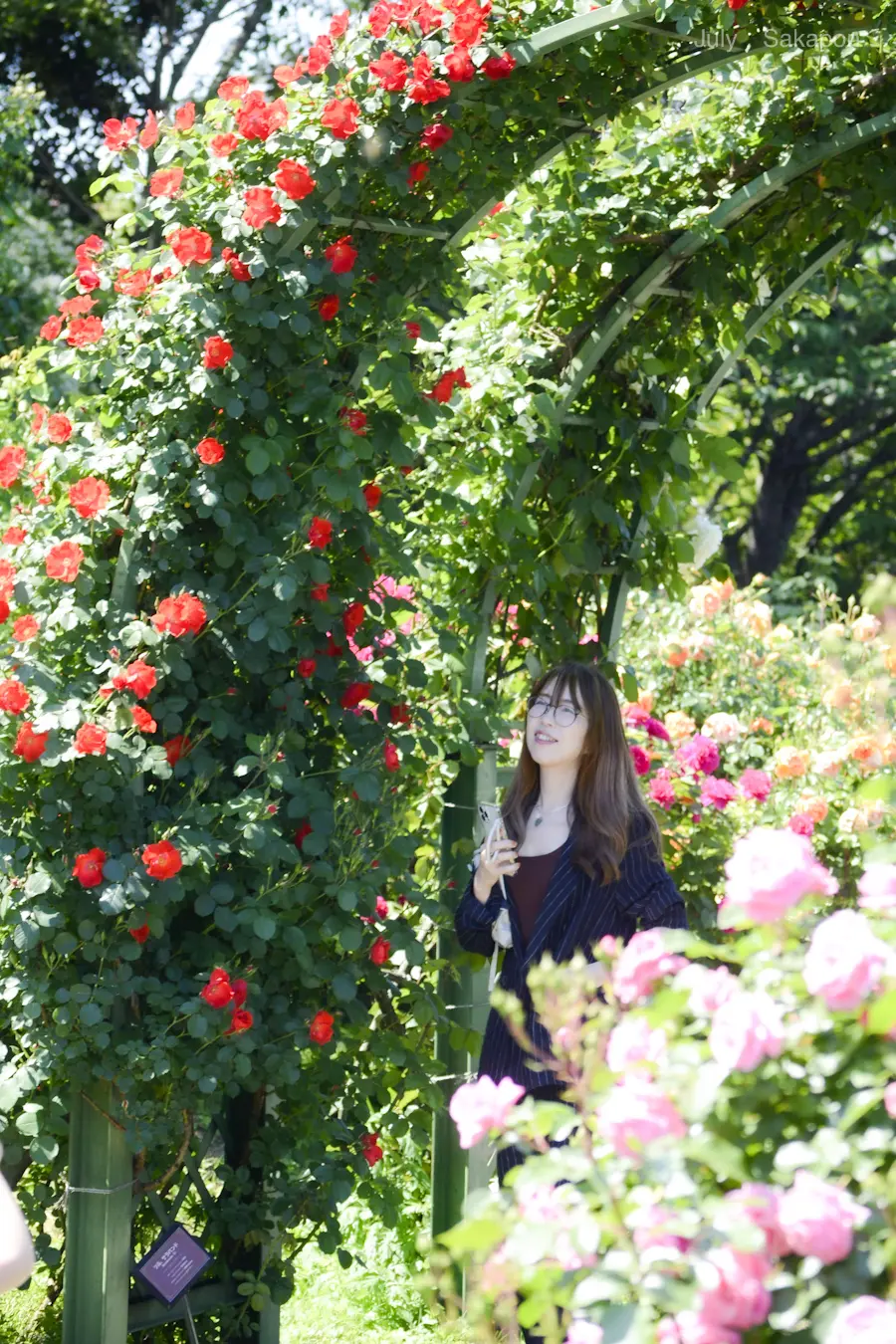 【ベルバラ世代マストで！】京成バラ園で出の画像_2