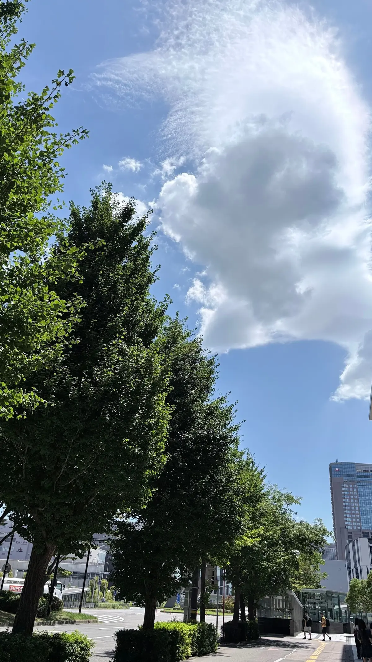 青空を背景に、緑豊かな並木が並ぶ風景。白い雲が点在し、遠くに高層ビルが見える。道路や歩道も写っている。