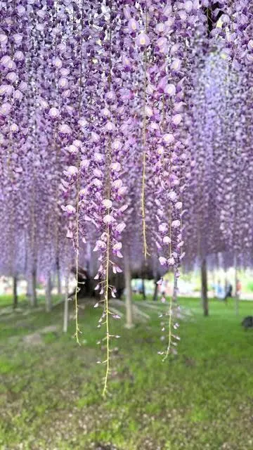 藤の花まつりへ。柔らかな紫色に包まれての画像_1