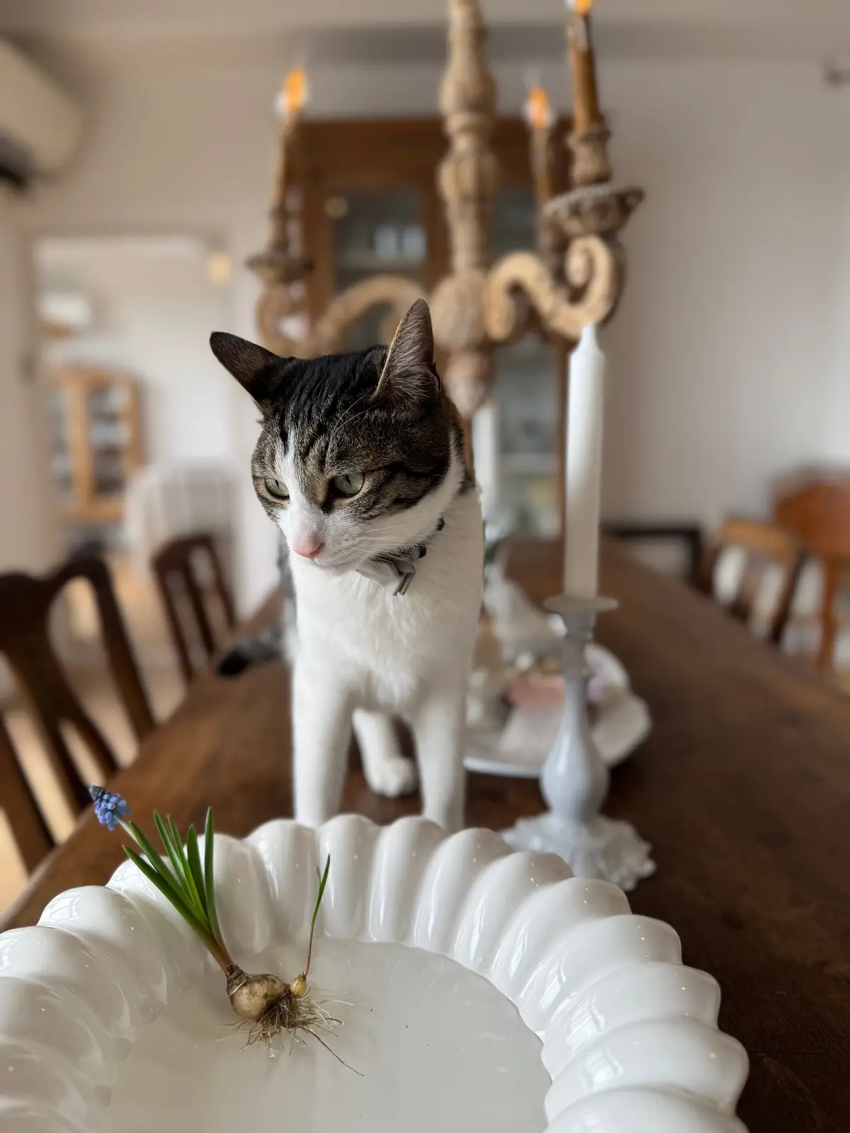 にゃんこに会いに、そして（ついでに）アフの画像_8