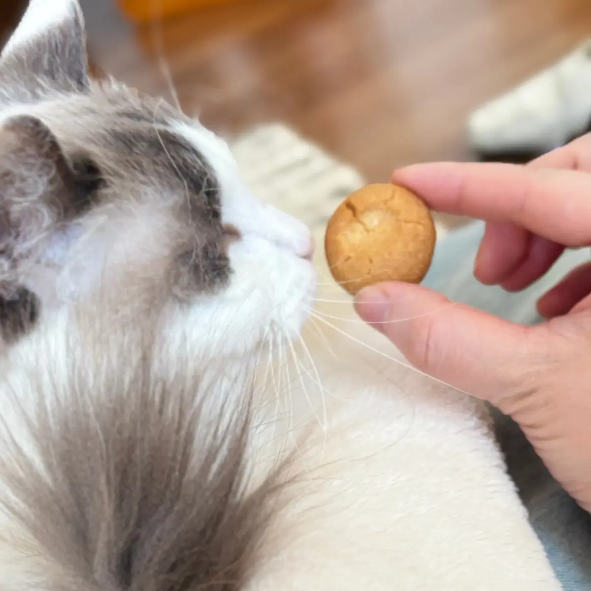 上の子（猫）とチーズクッキー
