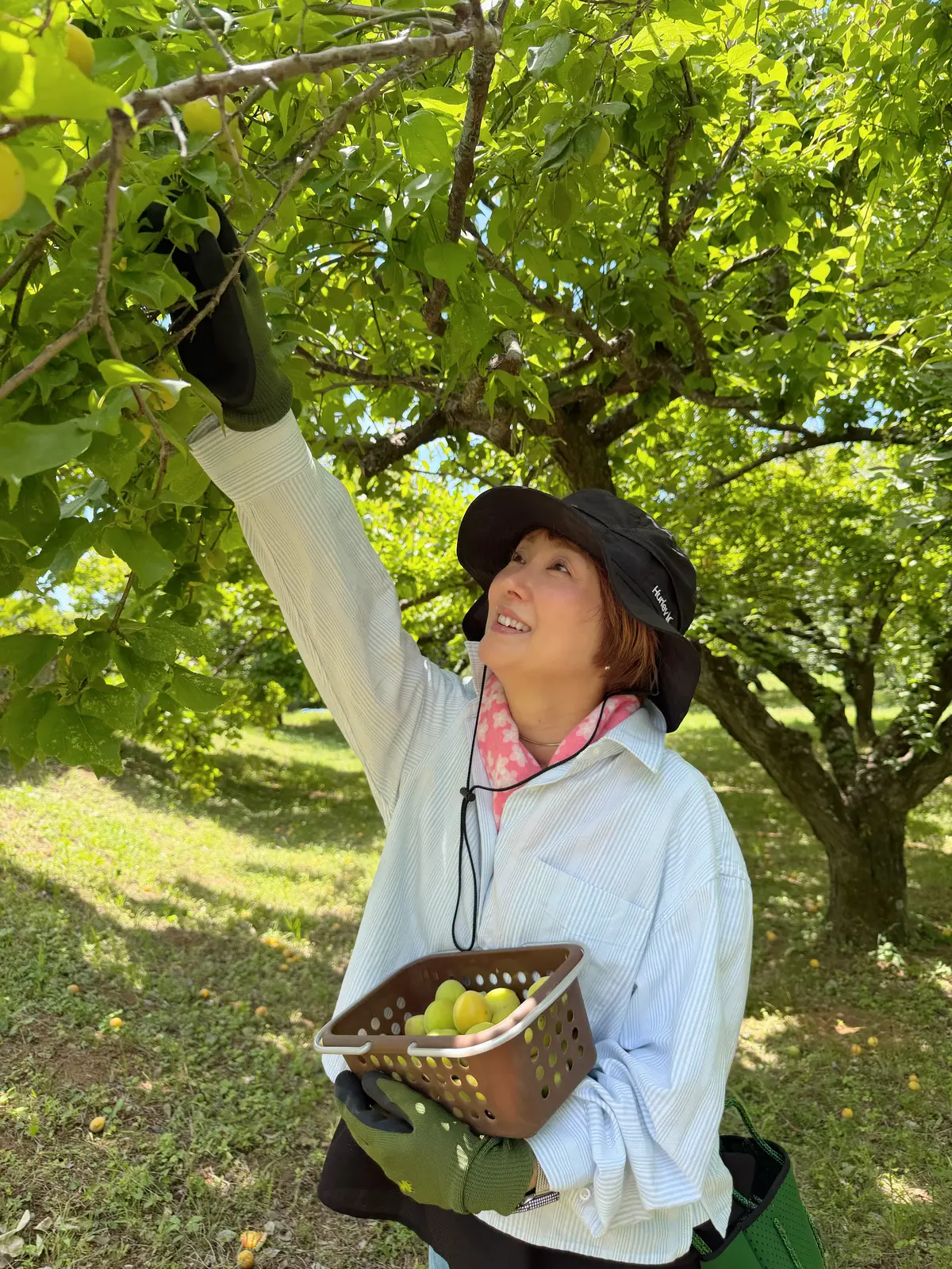梅を収穫する写真