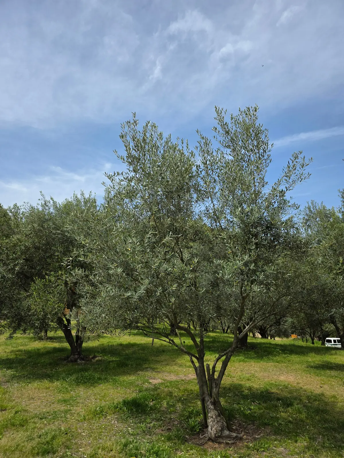 オリーブ園の素敵なカフェの画像_1