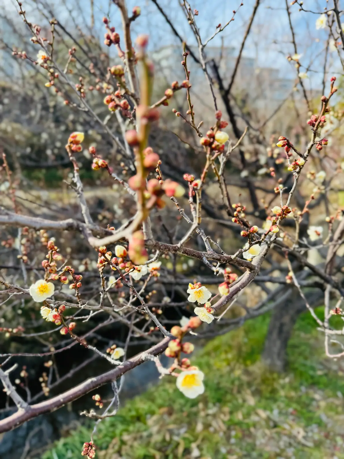 梅が満開、春はもうすぐそこですね！の画像_2