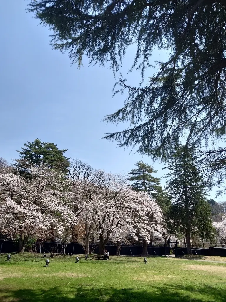 角館武家屋敷の広場の桜