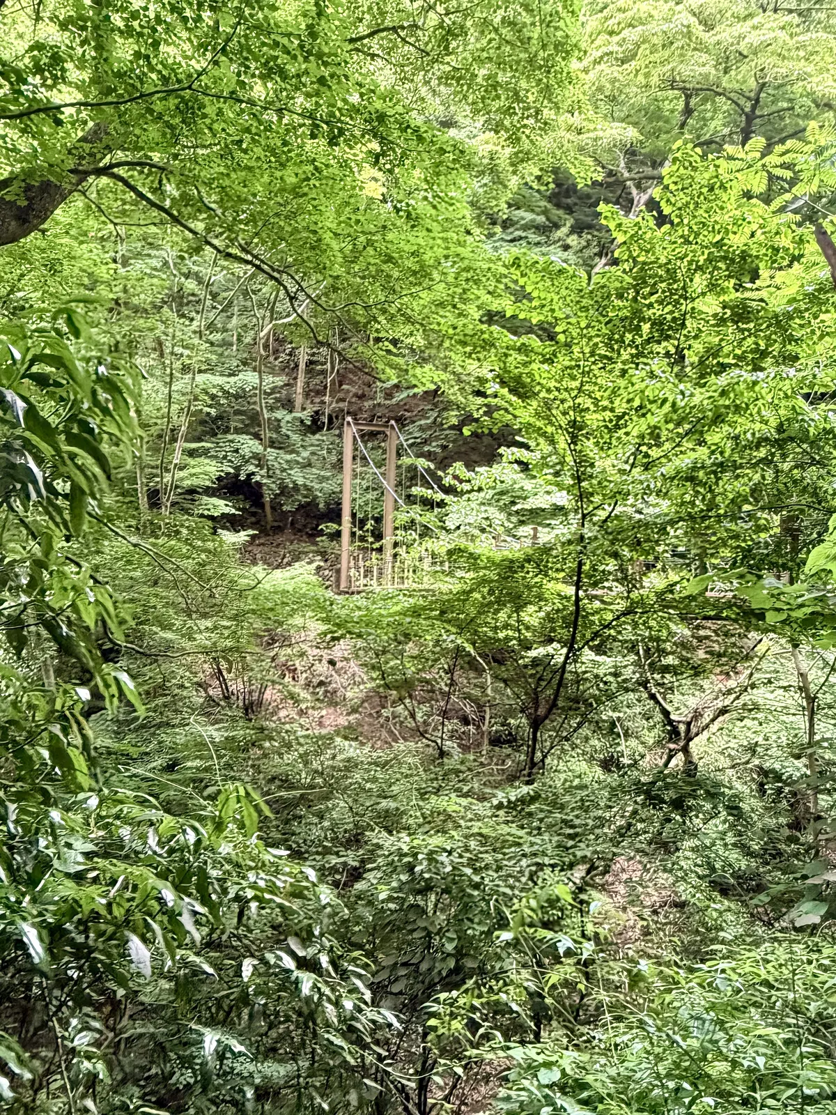 【50代の高尾山登山・準備編】服装どうすの画像_9