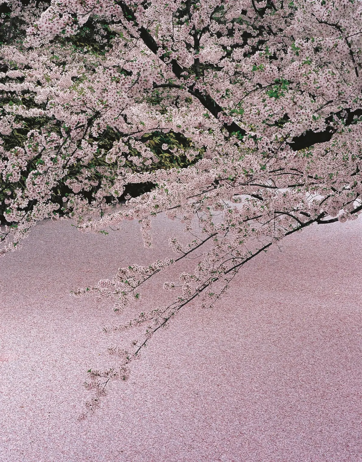 桜ファンの間でも日本一と呼び 声の高い弘前城の桜。満開の桜 の下にたたずむと空が見えない ほど豊かに咲く。お堀に一面花 びらが散る景色も、一生に一度 は見たい見事さ