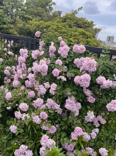 横浜