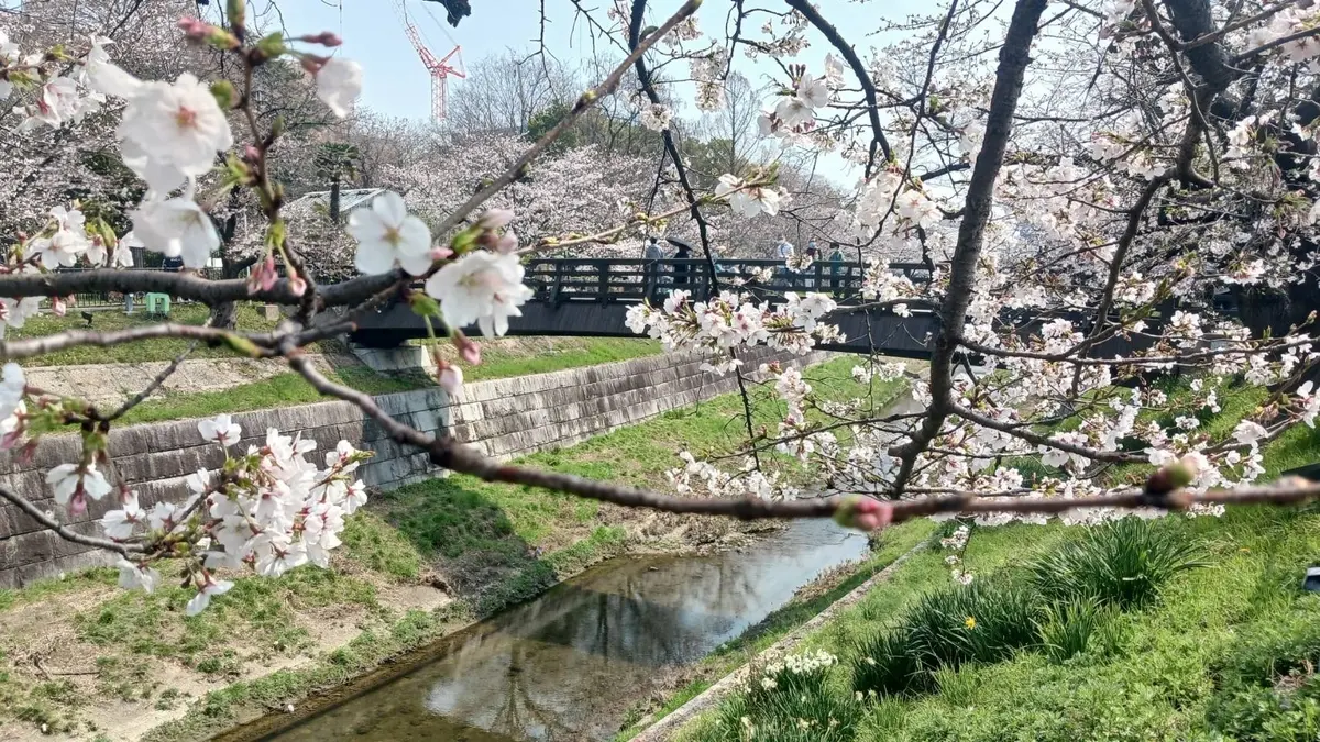 お花見
