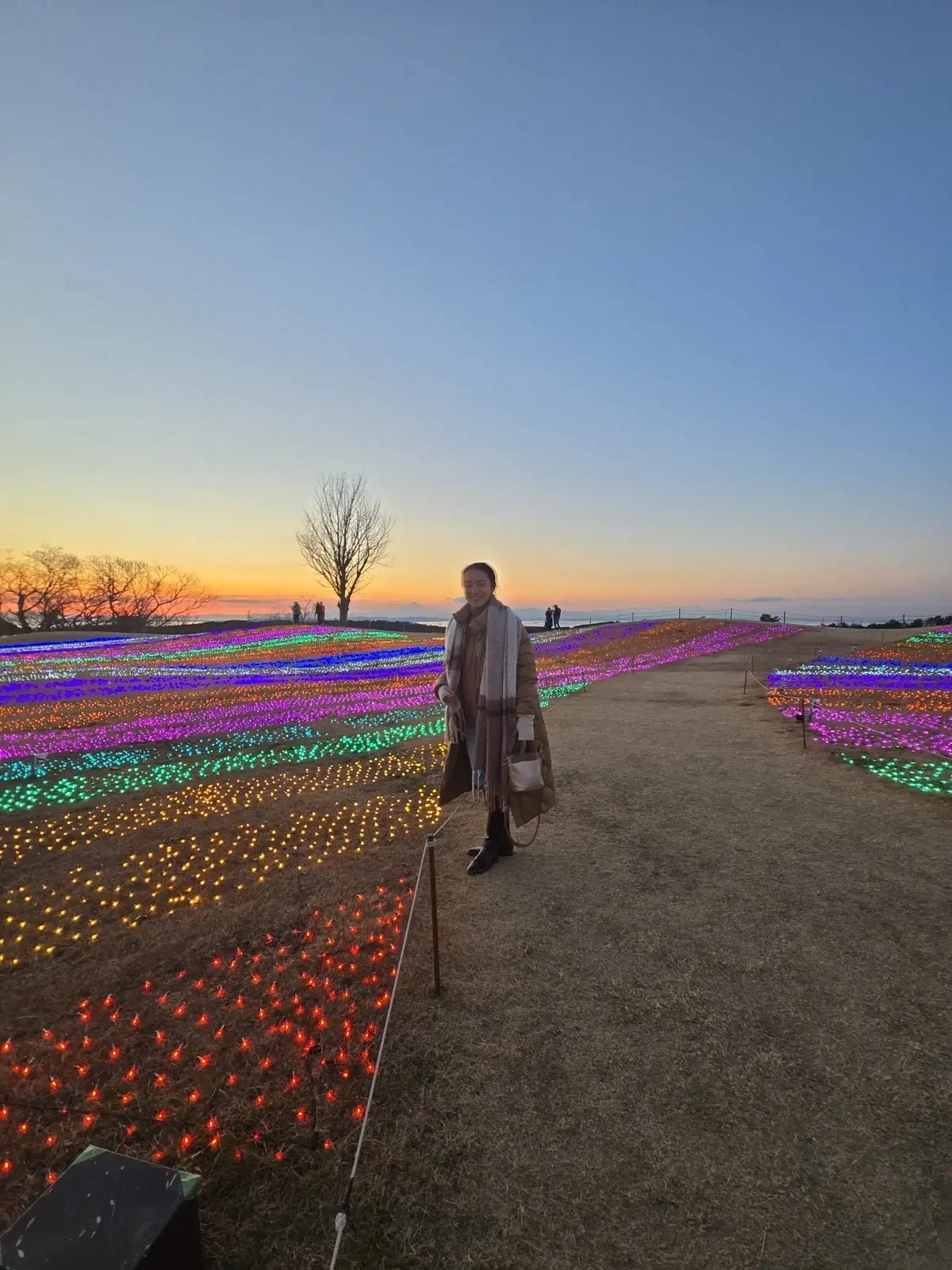 今の時期ならでは！菜の花とイルミネーショの画像_15