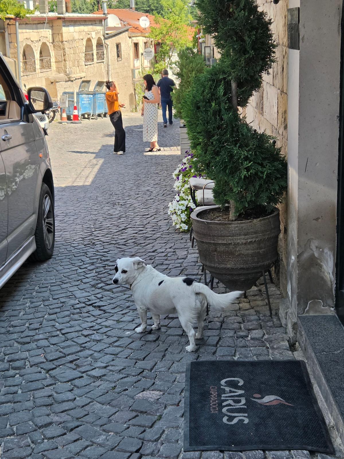 石畳の道に、白い犬が「CARUS ÇİFTLİĞİ」と書かれたマットの上に立っている。背景には建物、人々、植栽が見える。