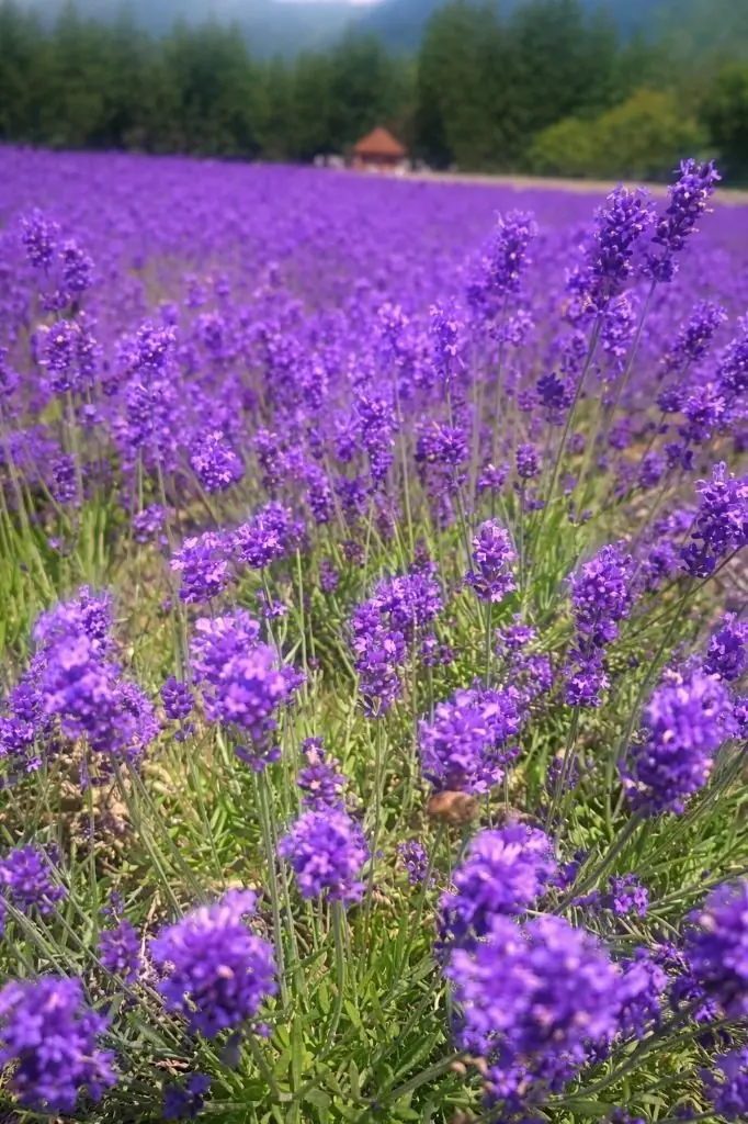 ラベンダーの紫色の花が密生した広大な畑で、背景には緑の木々や山並みが見える