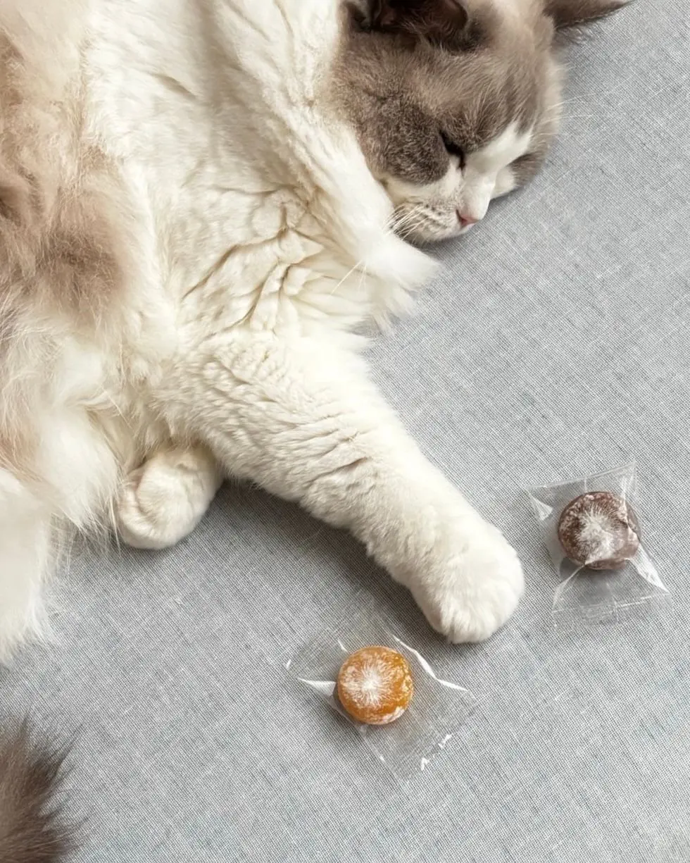 ラグドール猫がグレーの布の上で横たわり、近くにミニ大福2つ、透明な袋に入って置かれている。
