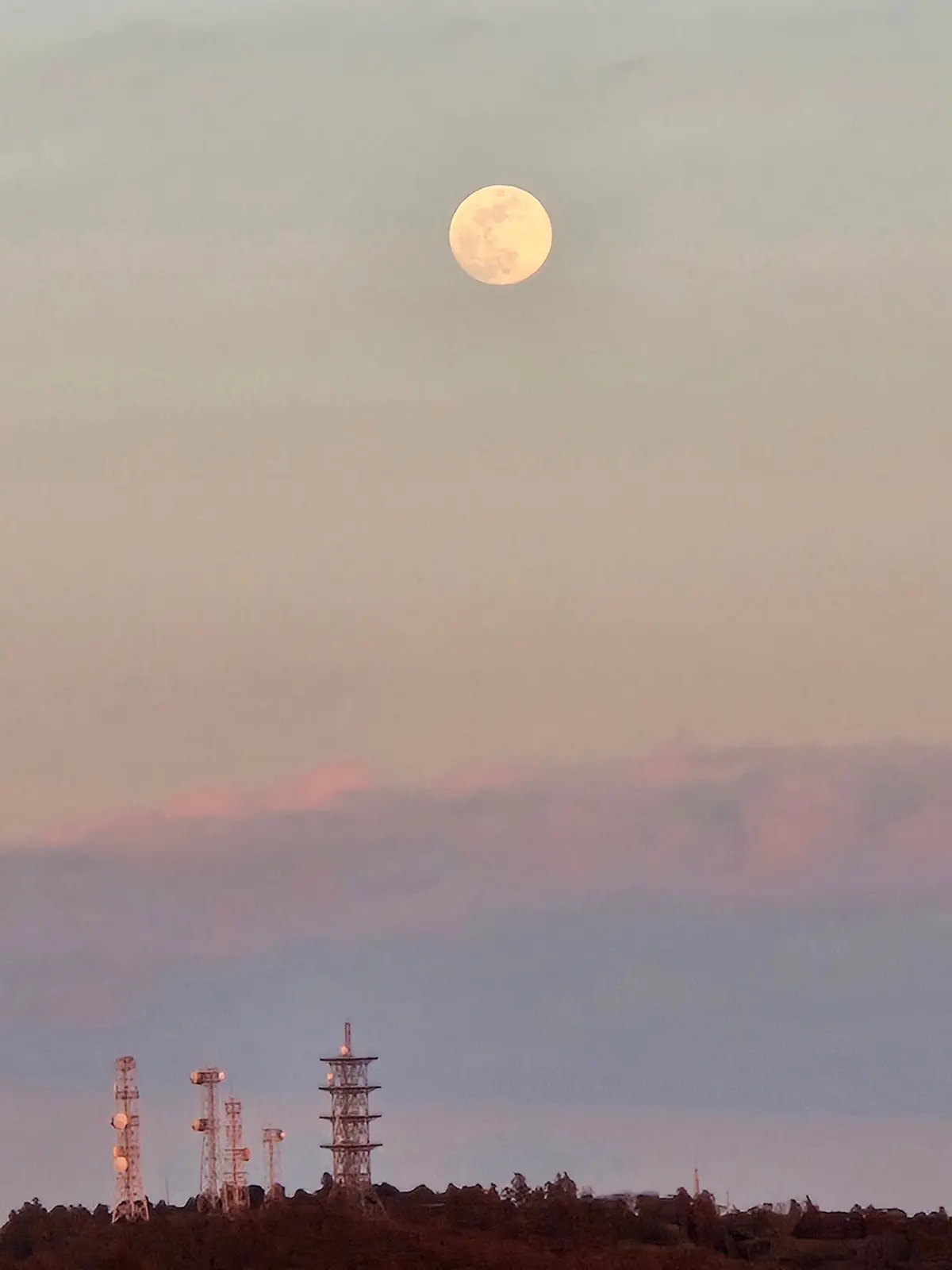 今の時期ならでは！菜の花とイルミネーショの画像_12