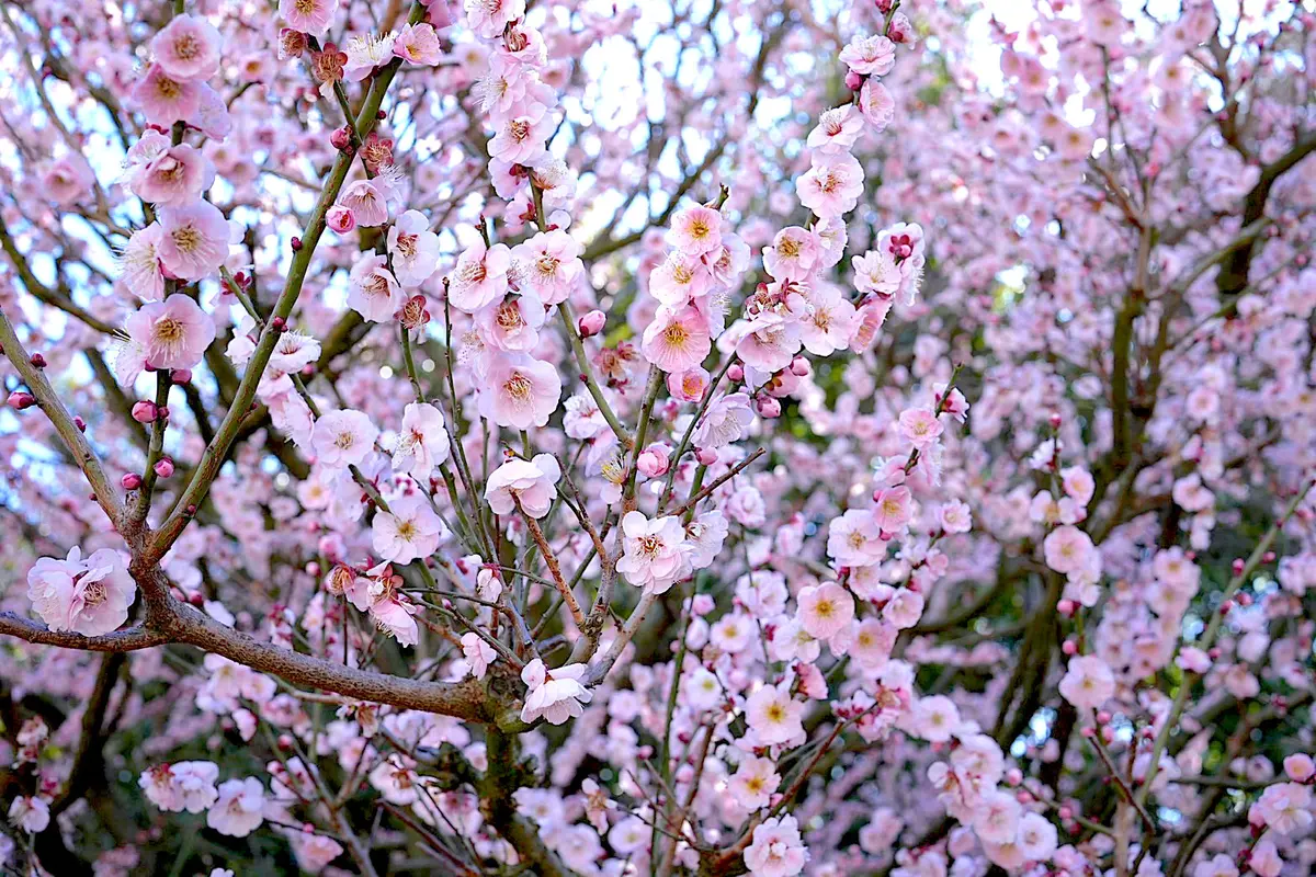トレンチコートで春を先取り！枝垂れ梅の名の画像_7