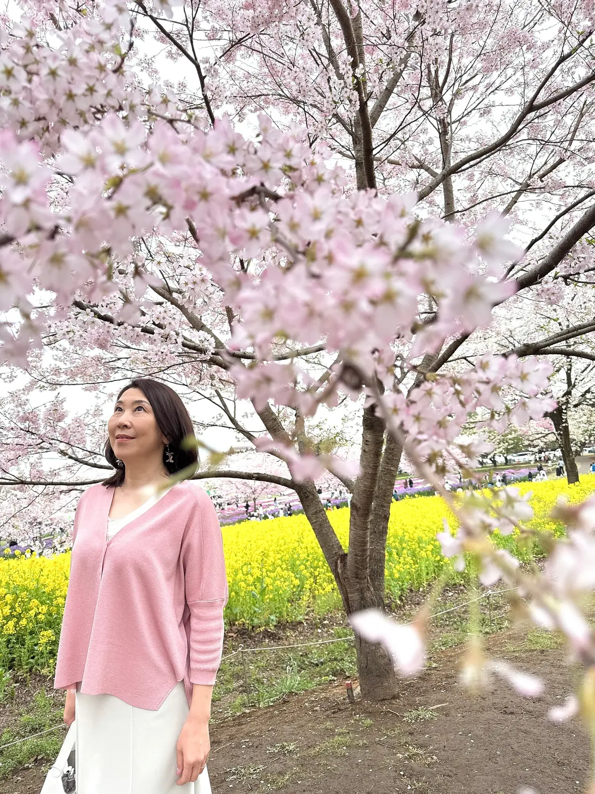 赤城南面千本桜