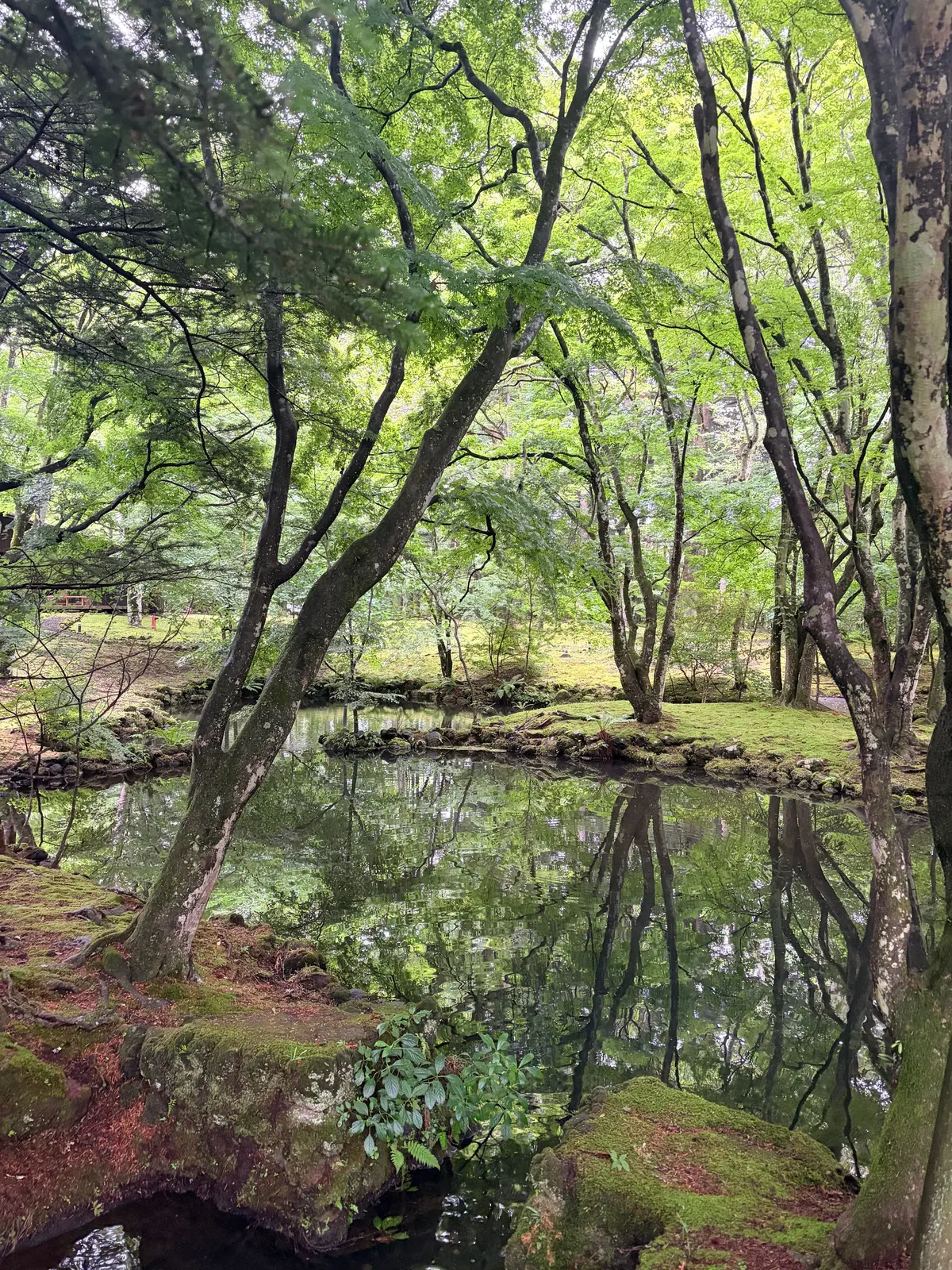 水辺に生える木々の緑が映る静かな池。苔むした岩が水面を覆い、木々の影が水面に反射している。背景には緑豊かな木々が広がり、穏やかな雰囲気を醸し出している。