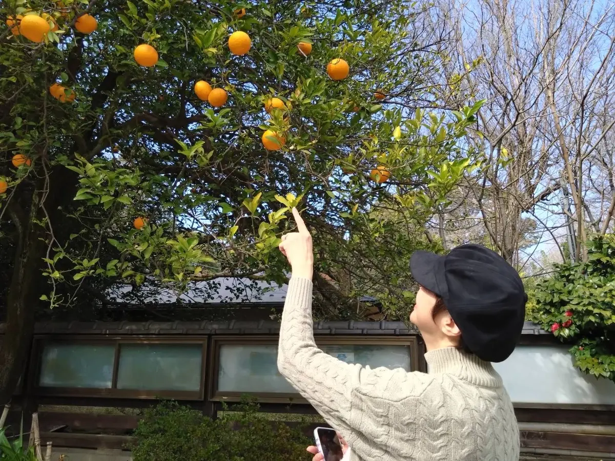 春の上野周辺散策〜桜とペンギンとパンダとの画像_8