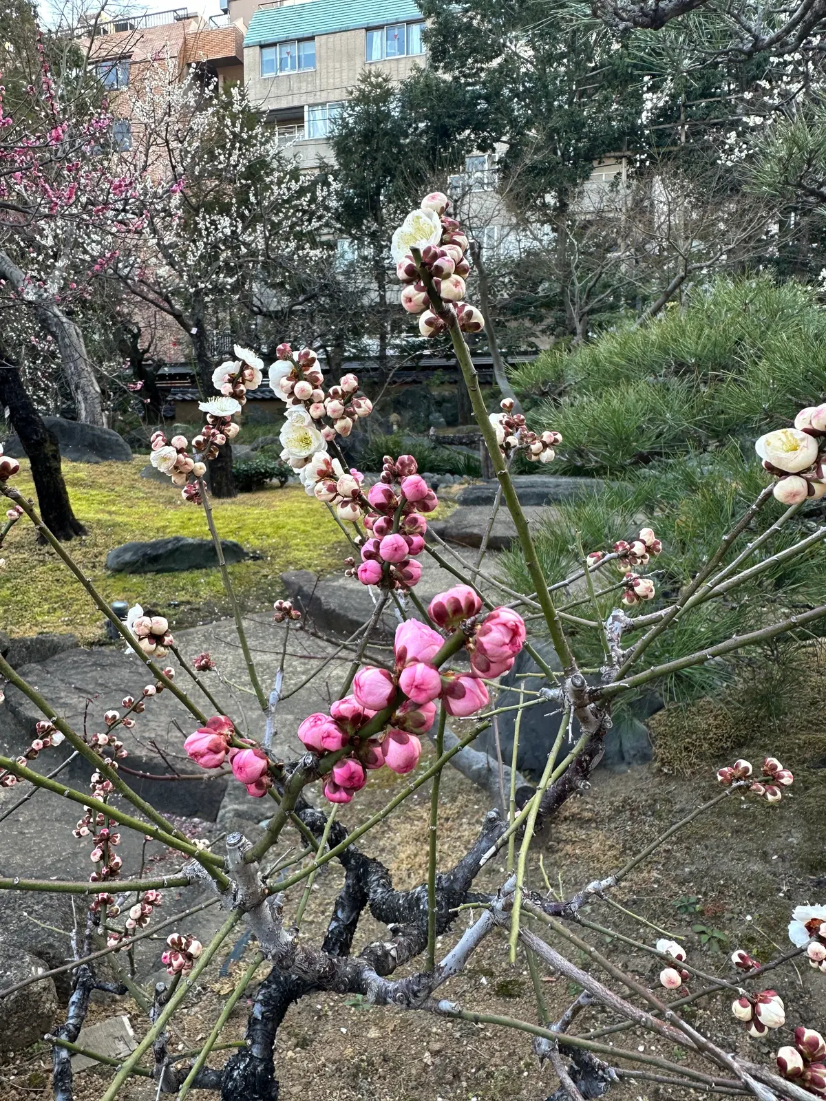 梅まつり　梅　湯島天満宮　湯島　菅原道真　２色　紅梅　白梅