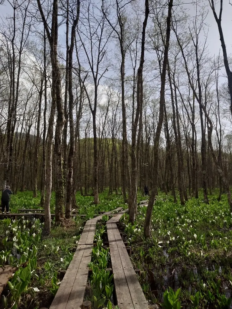 水芭蕉の群生地