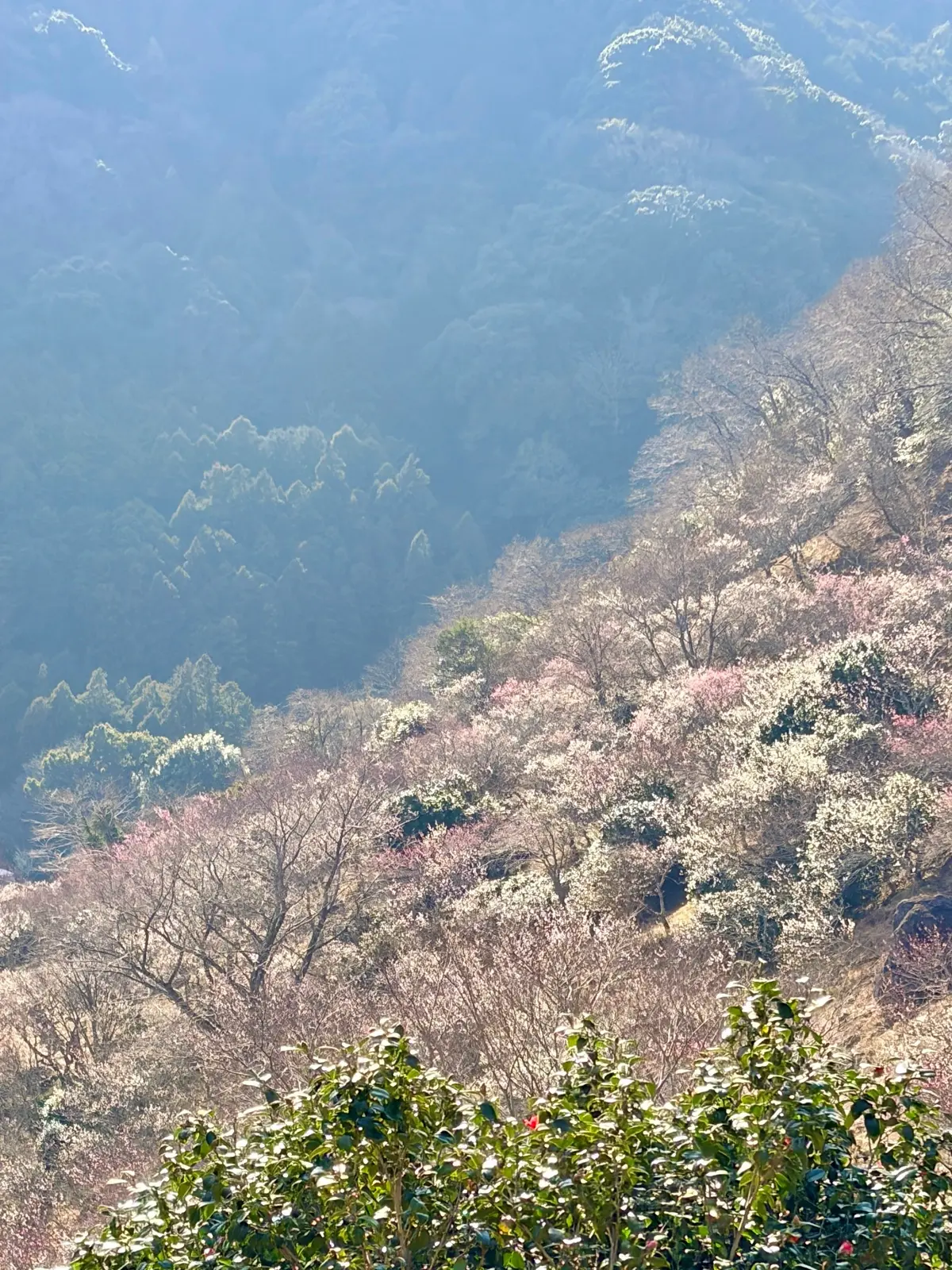 春の湯河原は、4000本の梅の花じゅうたの画像_1