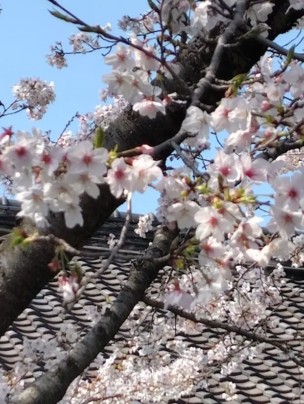 春の暖かさを感じて、皇居乾通り一般公開での画像_2