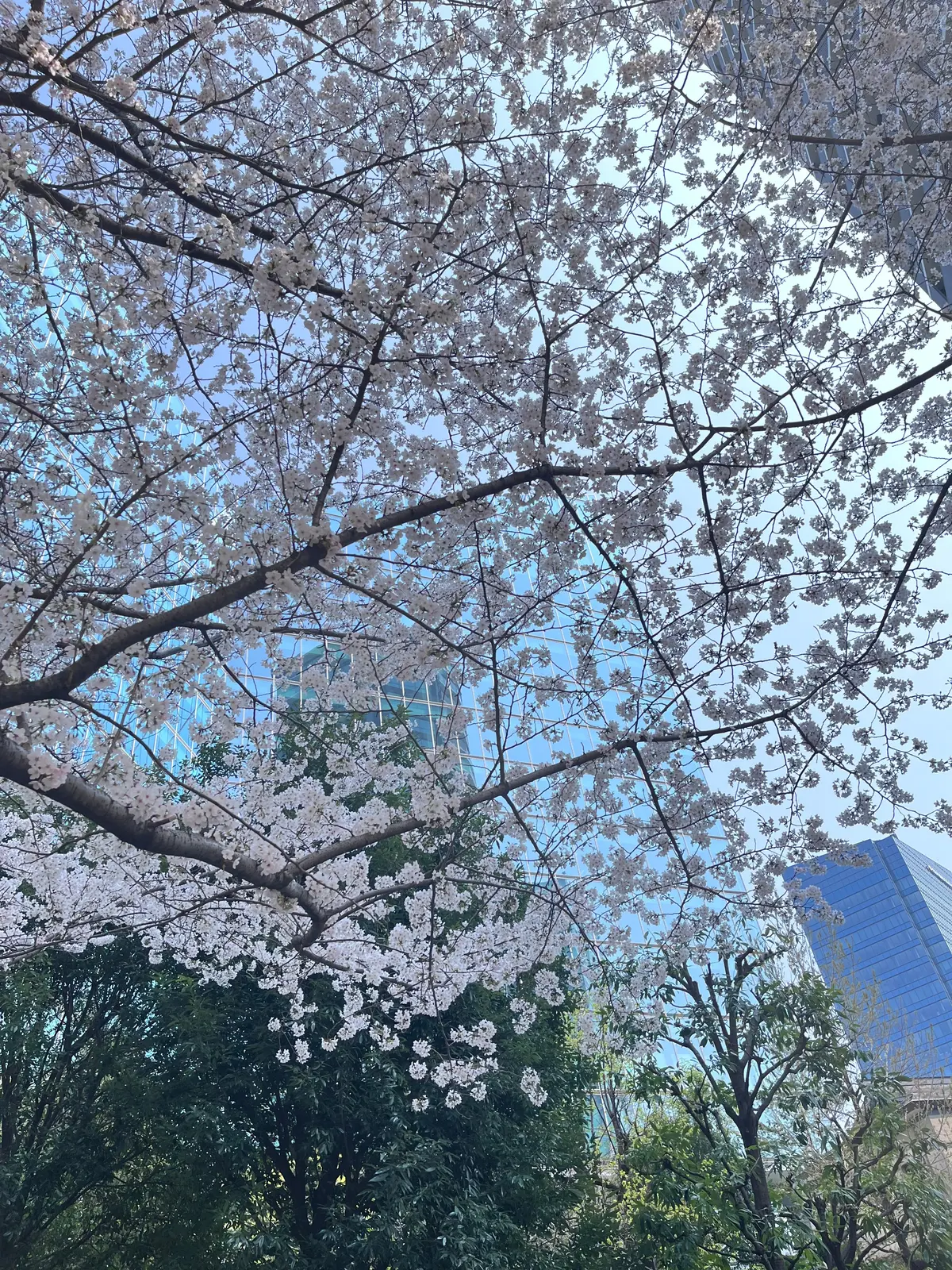 念願のお花見🌸🌸🌸の画像_13