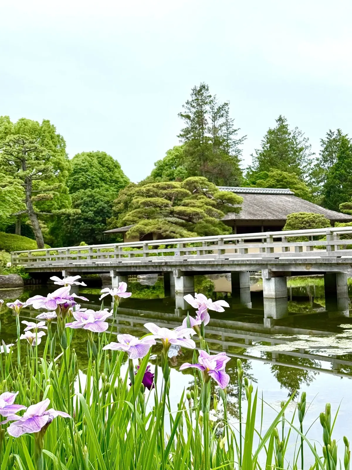 国営昭和記念公園、日本庭園、水面に浮かぶアヤメの花と、橋を渡る伝統的な建物が広がる庭園の景観