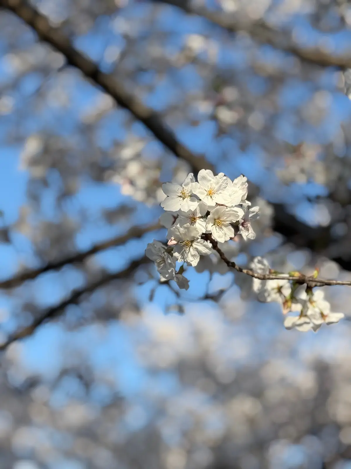 桜満開🌸の画像_2
