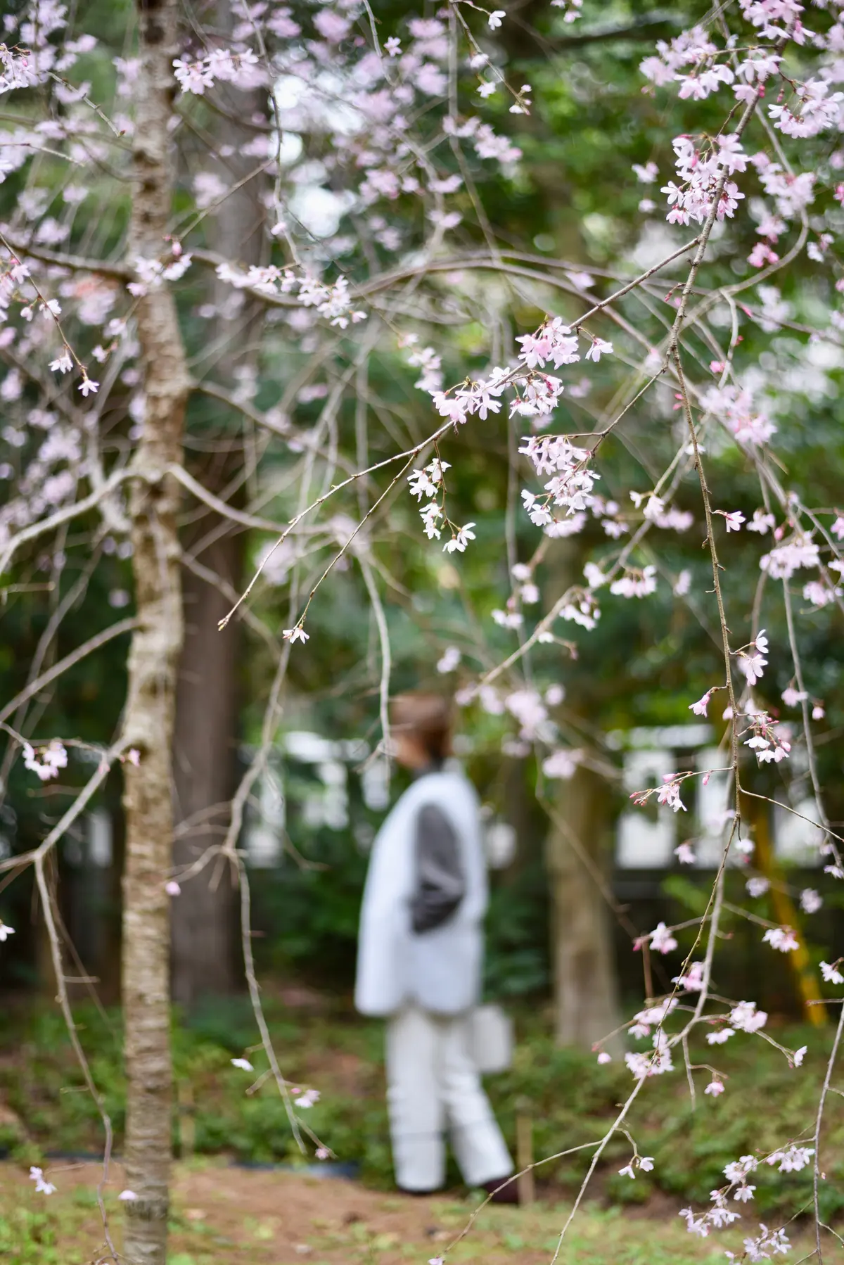 2026年最強神社・寒川神社に祈祷への画像_10