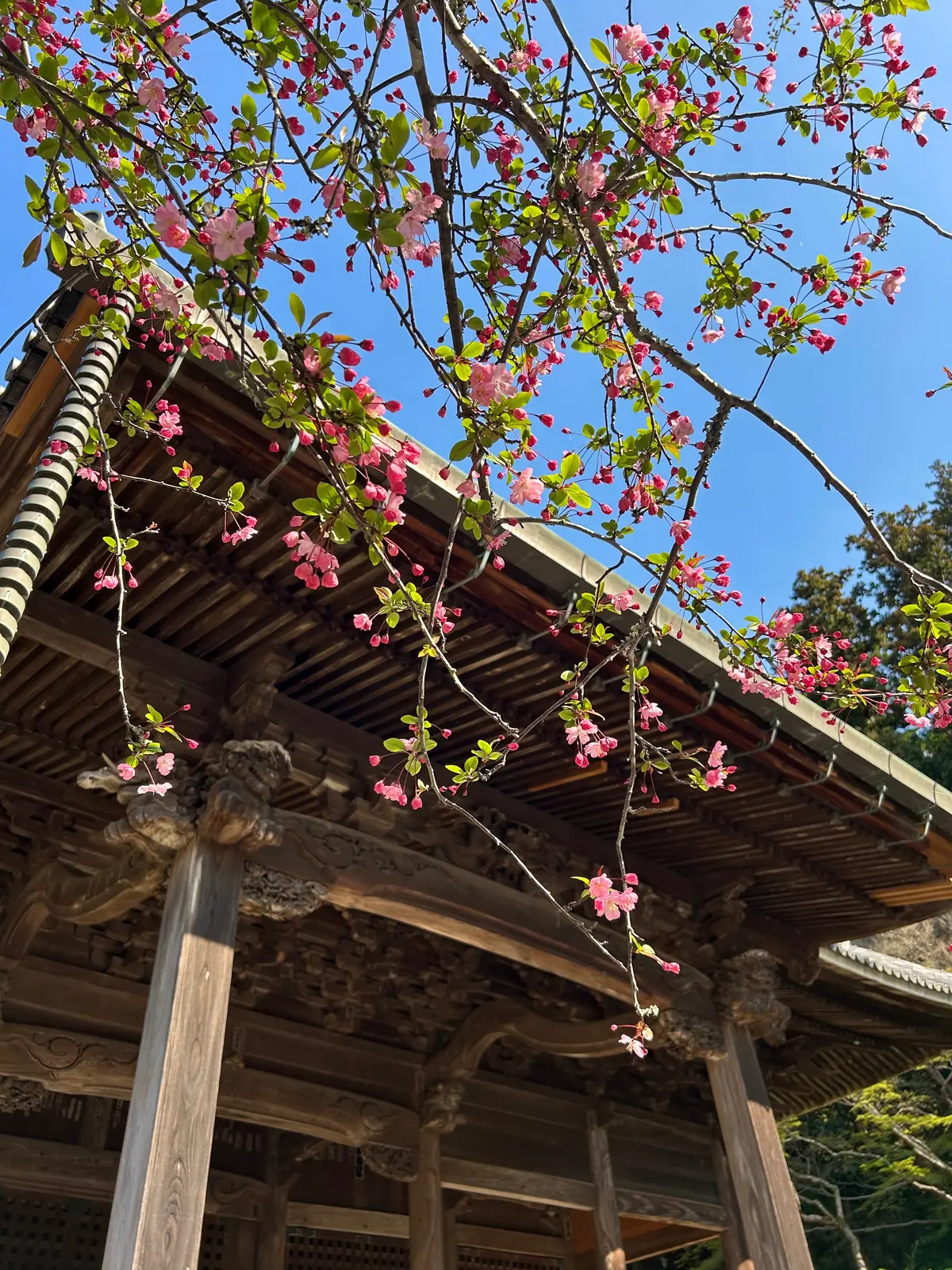 お花見　鎌倉桜　鎌倉の桜　お花見スポット　結婚式前撮り　妙本寺