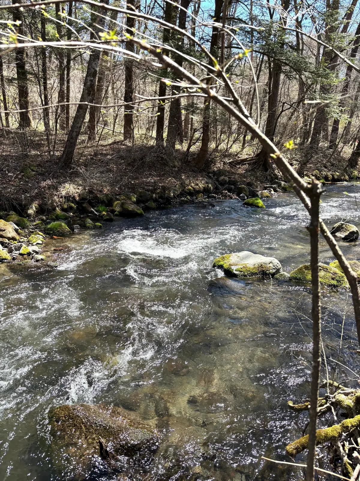 軽井沢ハルニレテラスへ⭐︎美味しいお蕎麦の画像_11