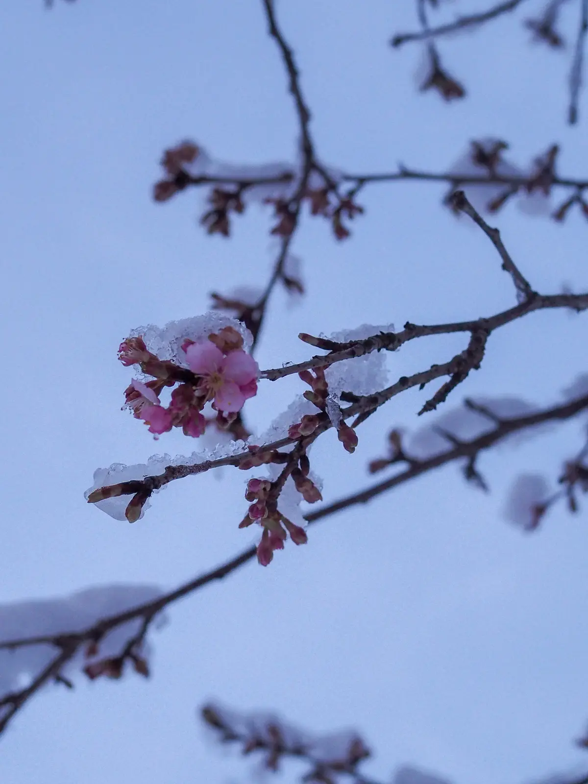 雪の里山暮しの画像_3