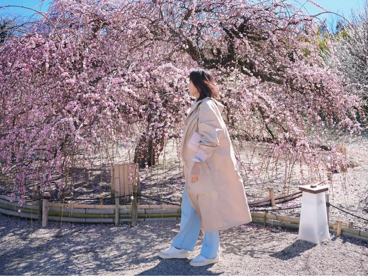 トレンチコートで春を先取り！枝垂れ梅の名の画像_4