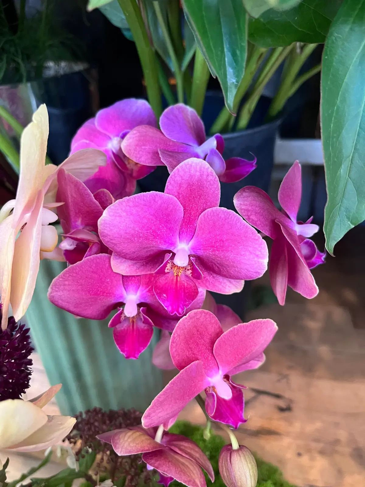 鮮やかな紫色のランの花が密集して咲き、緑の葉と他の花が背景に見える