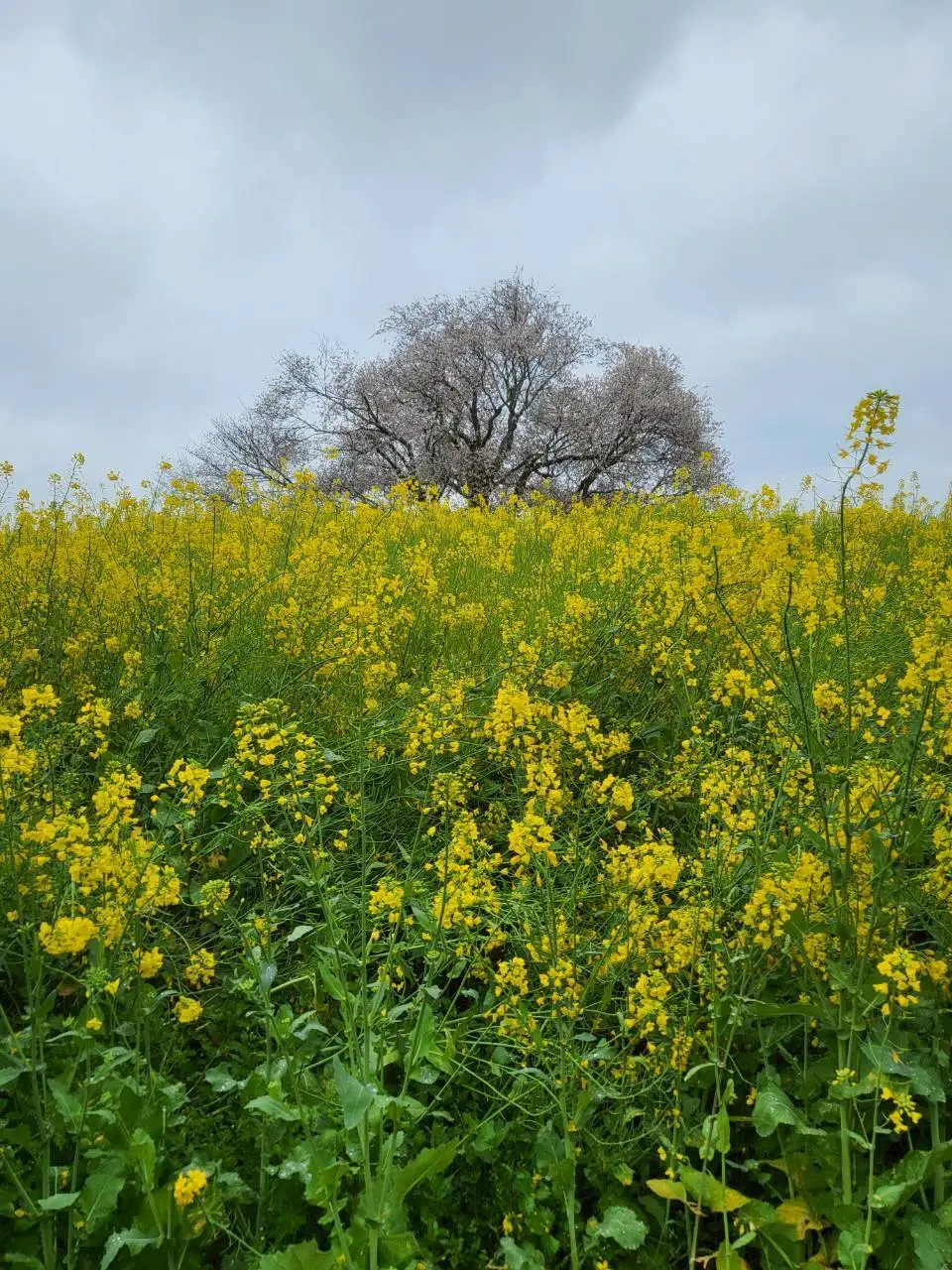 馬場の山桜と有田焼を巡る、佐賀の一日の画像_4