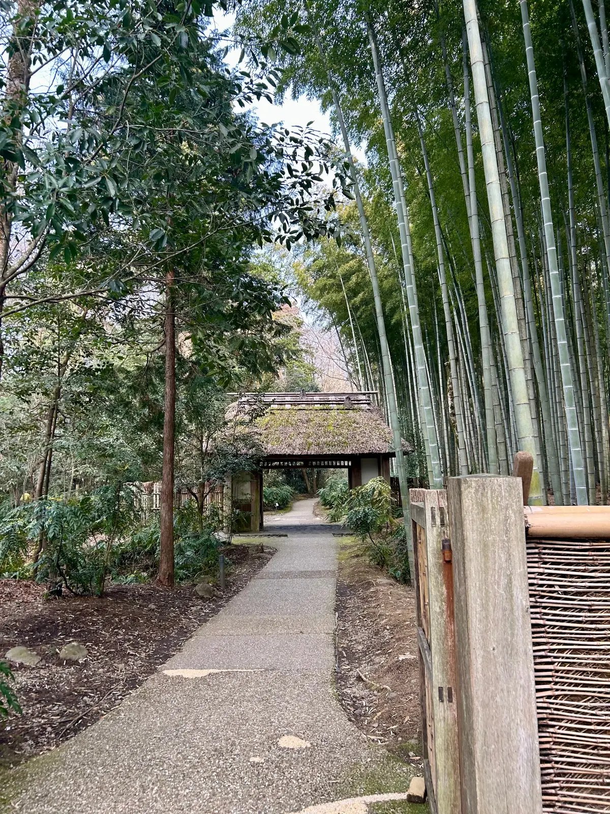 しだれ桜ととらやのお菓子♡の画像_3